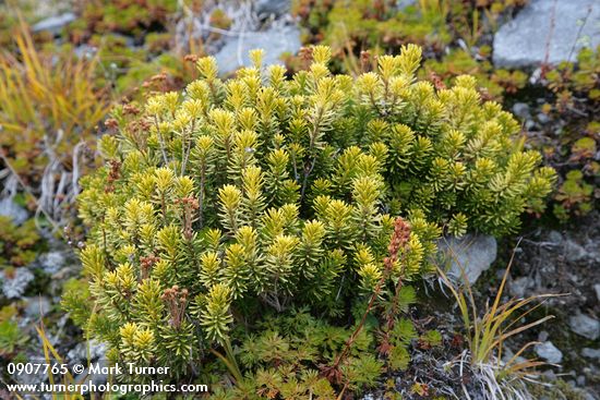 Phyllodoce empetriformis