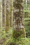 Silver Fir trunk