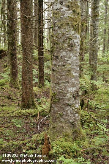 Abies amabilis