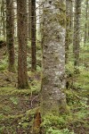 Silver Fir trunk