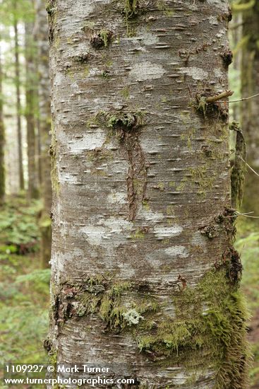 Abies amabilis