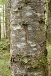 Silver Fir bark