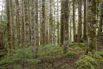 Silver Fir forest w/ a few Western Hemlocks