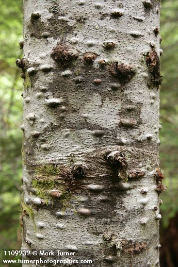 Abies amabilis