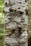 Silver Fir bark