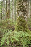 Silver Fir trunks w/ Western Hemlock saplings