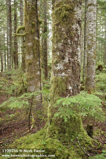 Abies amabilis