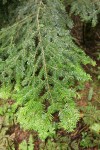 Silver Fir foliage