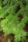 Silver Fir foliage