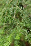 Silver Fir foliage