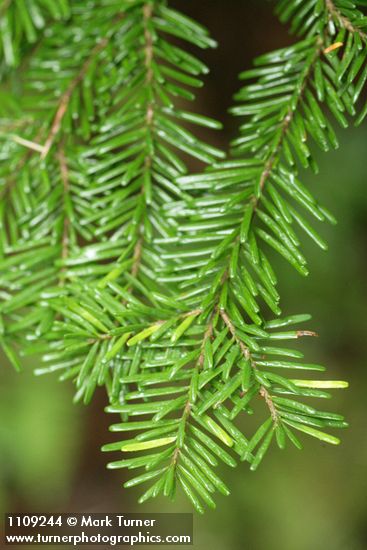 Abies amabilis