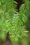 Silver Fir foliage