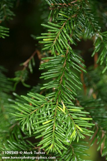 Abies amabilis