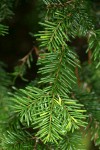 Silver Fir foliage