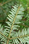 Silver Fir foliage underside