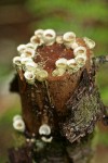 Cup Fungi on rotting stick