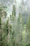 Silver Firs & Mountain Hemlocks