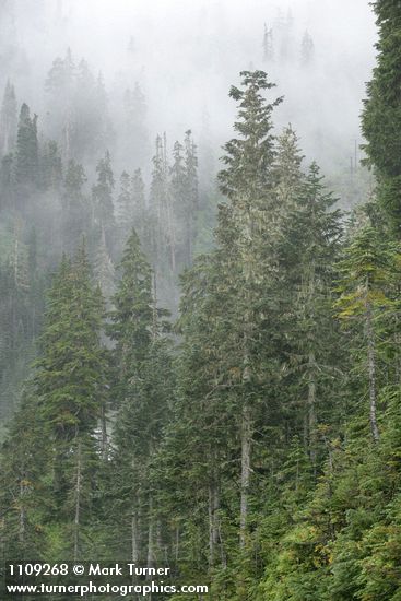 Abies amabilis; Tsuga mertensiana