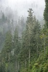 Silver Firs & Mountain Hemlocks