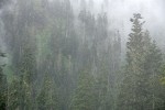 Silver Firs & Mountain Hemlocks