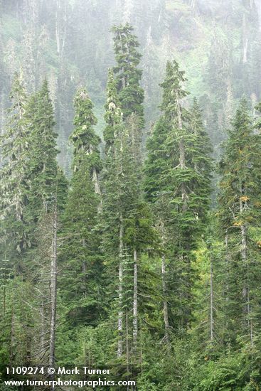 Abies amabilis; Tsuga mertensiana