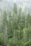 Silver Firs & Mountain Hemlocks