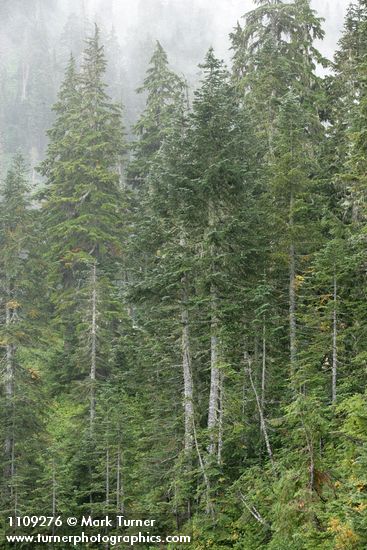 Abies amabilis; Tsuga mertensiana