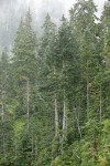 Silver Firs & Mountain Hemlocks