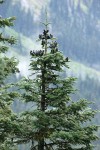 Silver Fir crown w/ cones