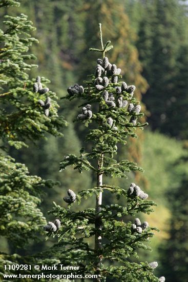 Abies amabilis