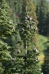 Silver Fir crown w/ cones