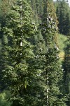 Silver Fir crown w/ cones