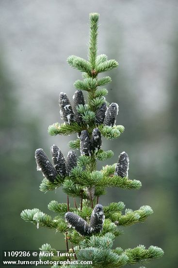 Abies lasiocarpa