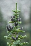 Subalpine Fir crown w/ cones