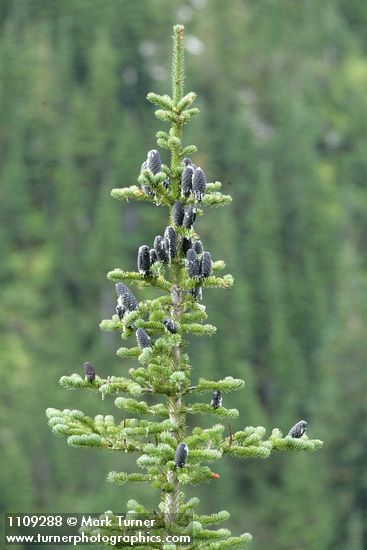 Abies lasiocarpa