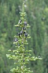 Subalpine Fir crown w/ cones