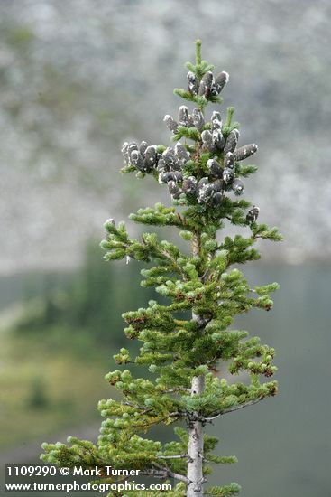 Abies lasiocarpa