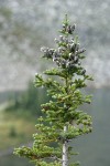 Subalpine Fir crown w/ cones