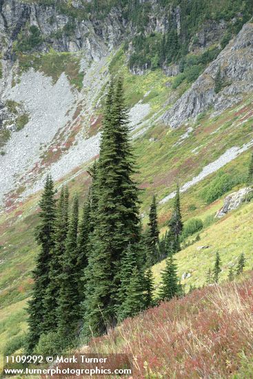 Abies lasiocarpa