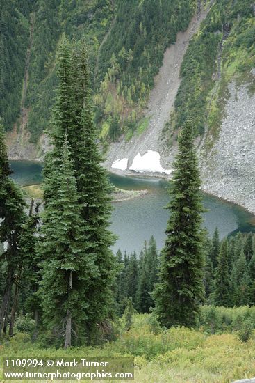 Abies lasiocarpa