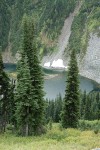 Subalpine Firs above Lake Ann