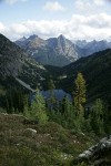 Subalpine Larches above Lake Ann