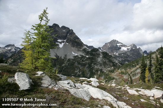 Larix lyallii