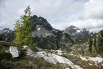 Subalpine Larch w/ Corteo & Black Peaks bkgnd