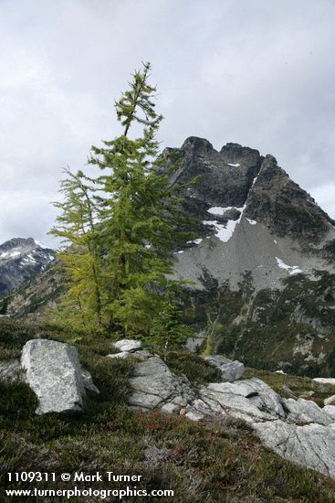 Larix lyallii