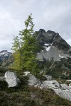 Subalpine Larch w/ Corteo Peak bkgnd