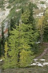 Subalpine Larch