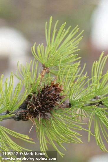 Larix lyallii