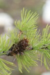 Subalpine Larch cone among foliage