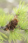 Subalpine Larch cone among foliage